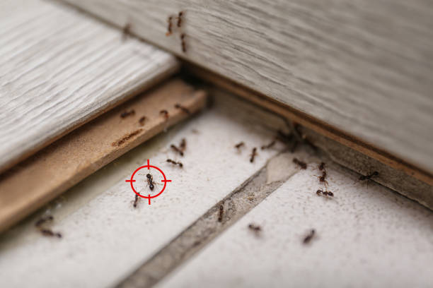 Best Affordable Pest Control Services  in Spring Creek, NV