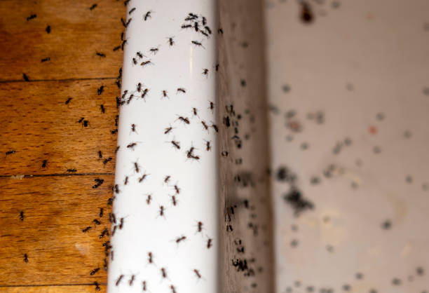 Best Pest Prevention Services  in Spring Creek, NV