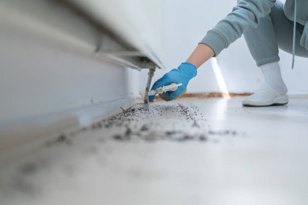 Best Ant Control Services  in Spring Creek, NV